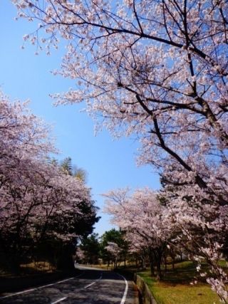 にごり池自然公園の桜写真２