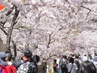 海津大崎の桜写真２