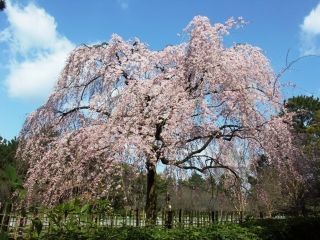 京都御苑の桜写真１