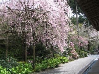 三千院周辺の桜写真１