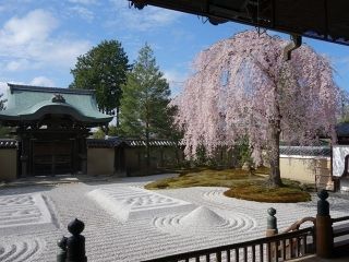 高台寺の桜写真１