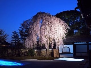 高台寺の桜写真２