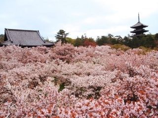 仁和寺の御室桜写真１