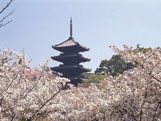 仁和寺の御室桜の写真３