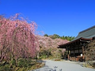 天龍寺の桜写真１