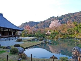 天龍寺の桜写真２