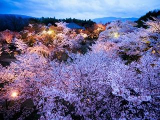 将軍塚青龍殿の桜写真２
