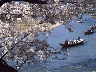 保津峡の桜写真１