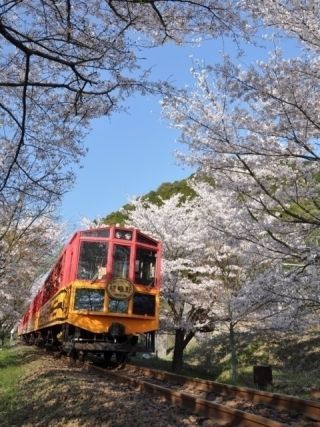 保津峡の桜写真２