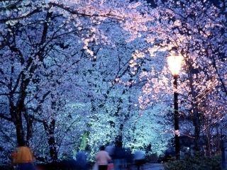 七谷川「和らぎの道」の桜写真２