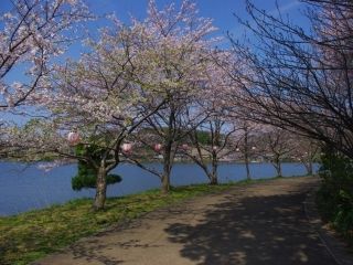 離湖公園の桜写真２