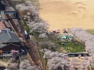 木津川畔の桜写真２
