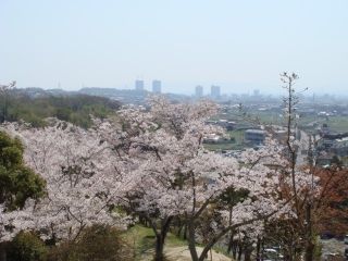 摂津峡公園の桜写真１