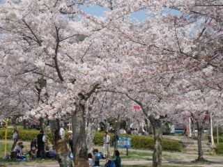 摂津峡公園の桜写真２