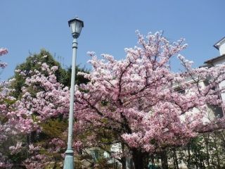 岡本南公園の桜写真１