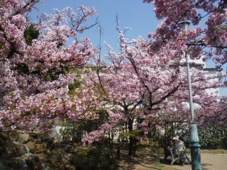 岡本南公園の桜写真２