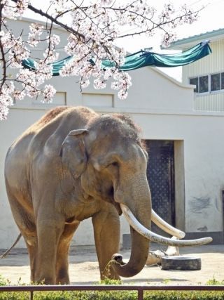 神戸市立王子動物園の桜写真２