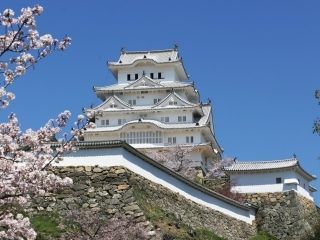 姫路城の桜写真１