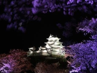 姫路城の桜写真２