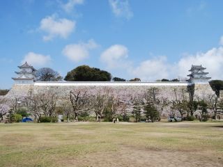 明石公園（兵庫県）の桜写真１