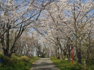 日笠山の桜写真１