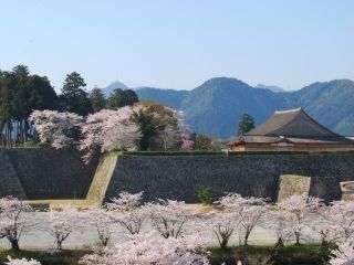 篠山城跡周辺の桜写真１