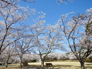 県立播磨中央公園の桜写真１