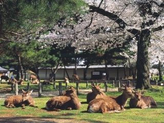 奈良公園の桜写真１
