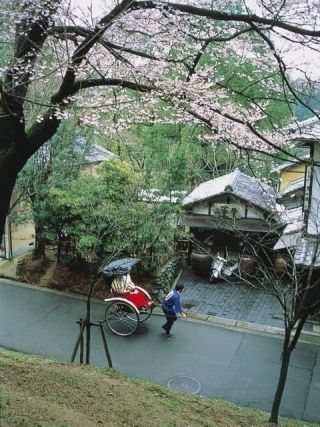 奈良公園の桜写真２