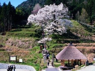 佛隆寺千年桜写真１