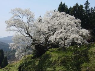 佛隆寺千年桜写真２