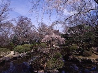 竹林院群芳園の桜写真１