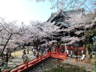 紀三井寺の桜写真１
