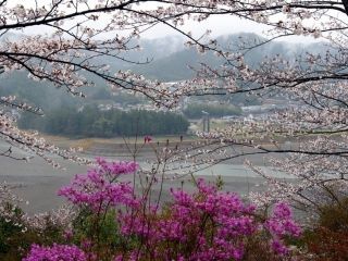 七越峯の桜写真１