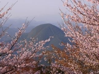七越峯の桜写真２