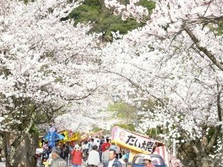 久松公園の桜写真１