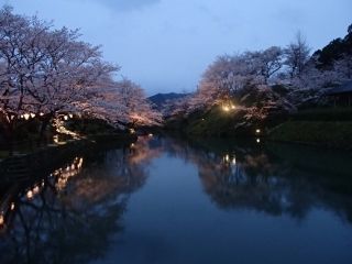 鹿野城跡公園の桜写真２