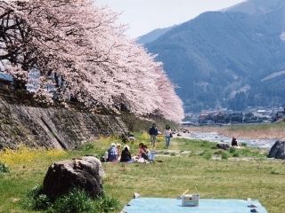 桜土手の桜写真１