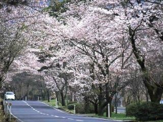 萩原桜並木写真１