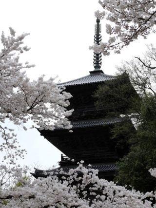 安来 清水寺の桜写真１