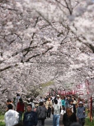 斐伊川堤防桜並木の写真３