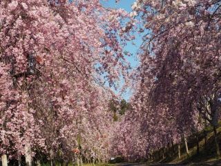 たけべの森公園の桜写真１