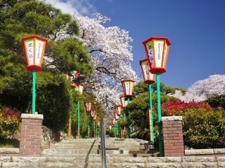岡山市半田山植物園の桜写真１
