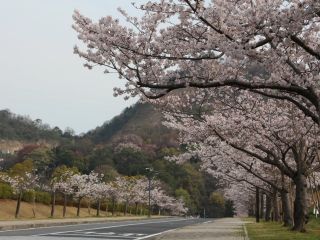 みやま公園の桜写真２