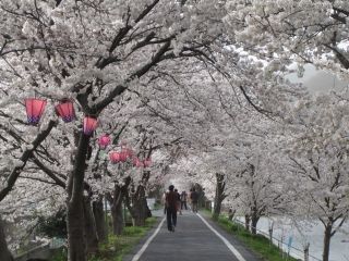 井原堤の桜写真２