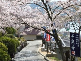 千光寺公園の桜写真１