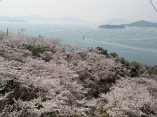正福寺山公園の桜写真１