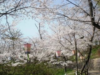 正福寺山公園の桜写真２