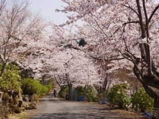 神ノ倉山公園の写真３