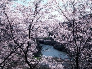 今富ダム公園の桜写真１